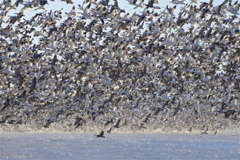 A large flock of snow geese takes off, forming a dense mass as they rise together.