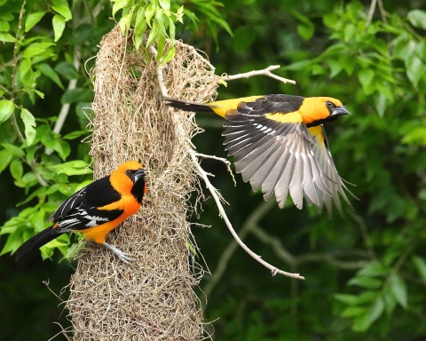 An orange and black bird perches on a long hanging nest while a similar-looking bird flies off.
