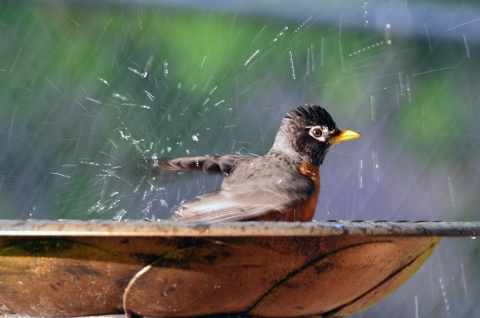 An American robin splashes in a bird bath