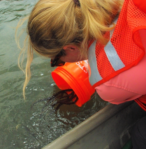 Field staff releasing American eels back into the Potomac River