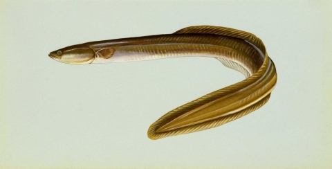 Realistic illustration of an American eel