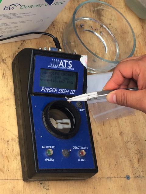 A blue acoustic receiver is reading a small acoustic tag help by tewwzers