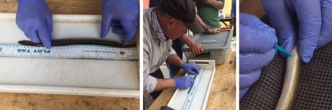 Three images showing how American eels are measured and tagged. 