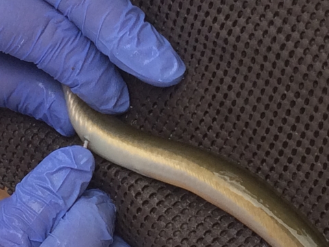 Field staff inserts an acoustic tag into an American eel