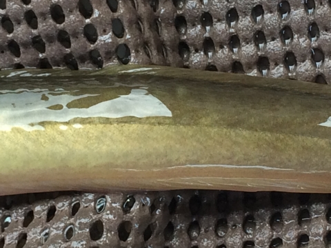 Shown is the beautiful olive green-yellow coloration of a young American Eel 