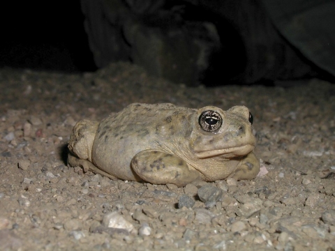 A grey toad with dark spots sits on the ground
