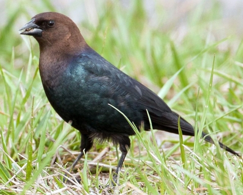 A close-up of a small bird with a brown head and black body standing in grass