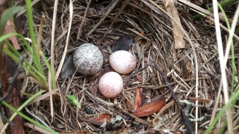 Two small mostly white bird eggs next to one larger and darker spotted egg in a nest on the ground