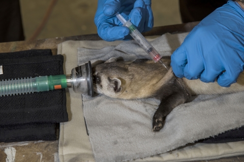A black-footed ferret gets a canine distemper shot at Rocky Mountain Arsenal National Wildlife Refuge. 