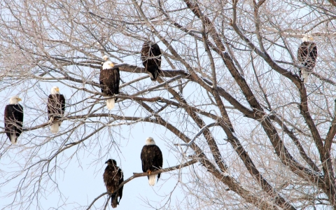 6 adult eagles (with white head and black body) and 2 young eagles (all black) on limbs in one leafless tree
