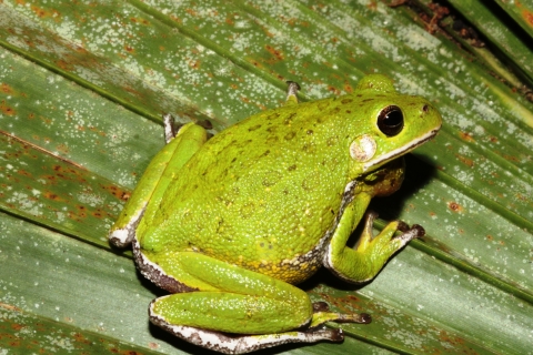 Barking tree frog perched on foliage