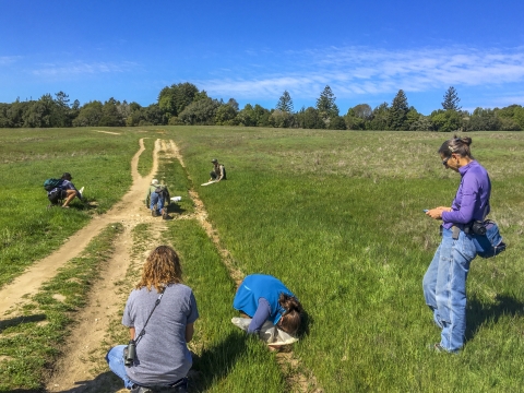 Several biologists scour the ground, collecting beetles