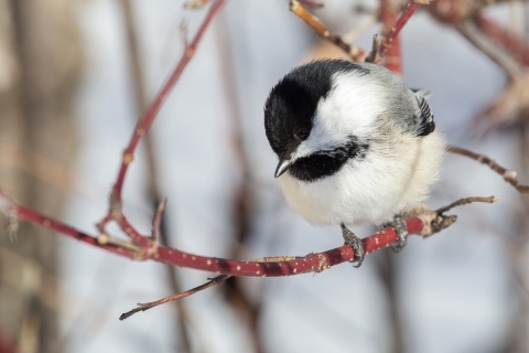 Black-capped chickadee perched on a branch