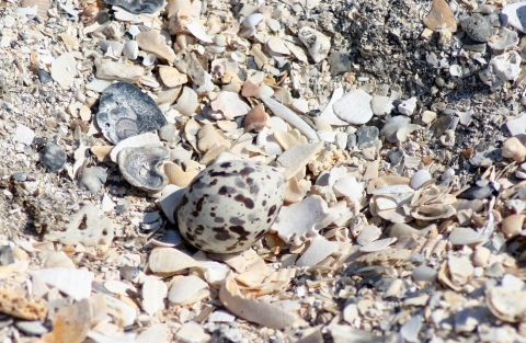A gray-and-brown spotted egg lying on gray-and-brown shells on a beach