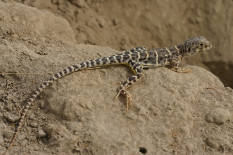 A lizard with a long tail and alternating tan an dark brown stripes perches on a rock. 