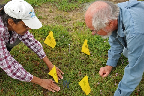 Two people putting yellow marker flags into the ground