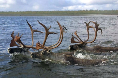 Three large caribou with large racks of antlers and just their heads above water swim in a wide river