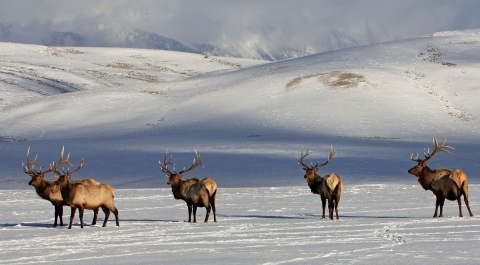 Five antlered bull elk side by side stand in a rolling snow-covered field