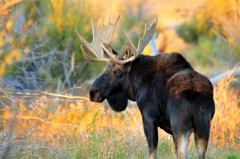 A dark brown bull moose with huge antlers walking away from the camera but looking back at it 