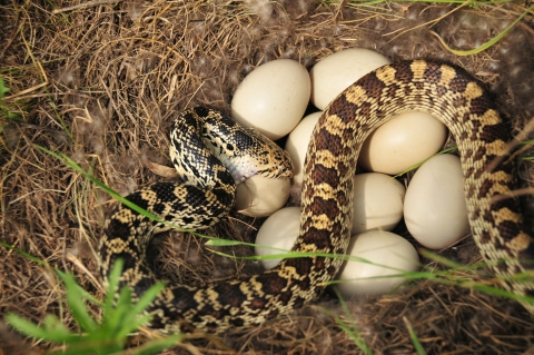 A brown-white-and-tan-patterned snake is sprawled atop nine white eggs in a nest with its fangs and jaw open on one of the eggs