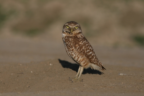 A small owl with yellow eyes and long legs stands on the ground, facing the camera.