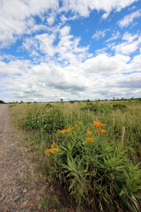 Butterfly milkweed grows along a road at a national wildlife refuge