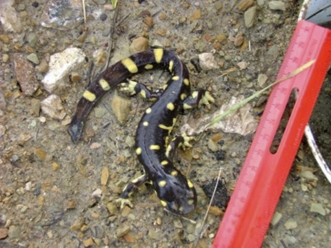 A dark salamander with yellow spots