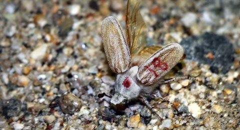 White beetle with wings spread