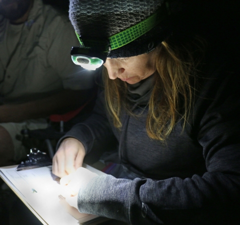 Woman in headlamp holds clipboard on her lap with a beetle on it