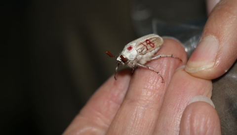 White beetle with red "18" marked on its back sits on a person's finger