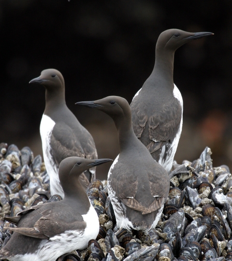 Four sleek black seabirds with a white breasts congregate on a bed of mussels