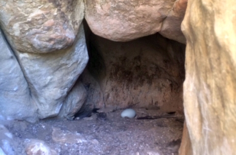 A white California condor egg sits in a cave-like cliffside nest