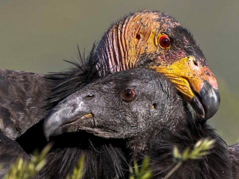 An adult and juvenile California condor