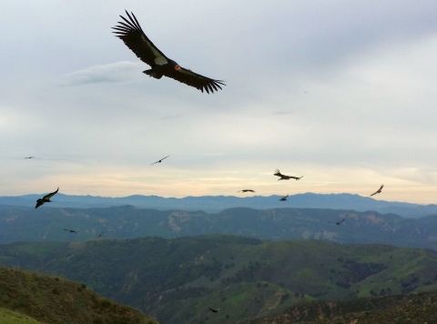 A California condor soaring over rolling mountain ranges in the foreground with several other birds soaring in the distance