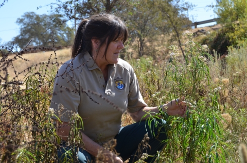 A biologist kneels among milkweed plants looking for monarch caterpillars