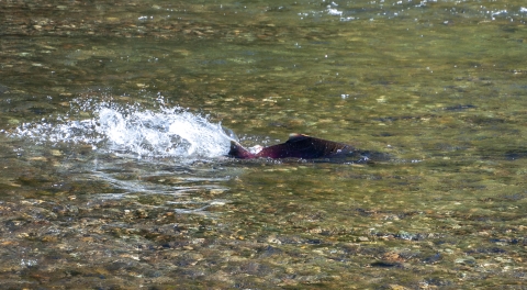 A salmon swims through shallow water with its fin exposed