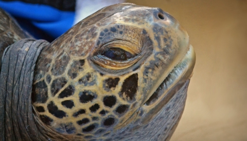 Extreme closeup of turtle's head side profile
