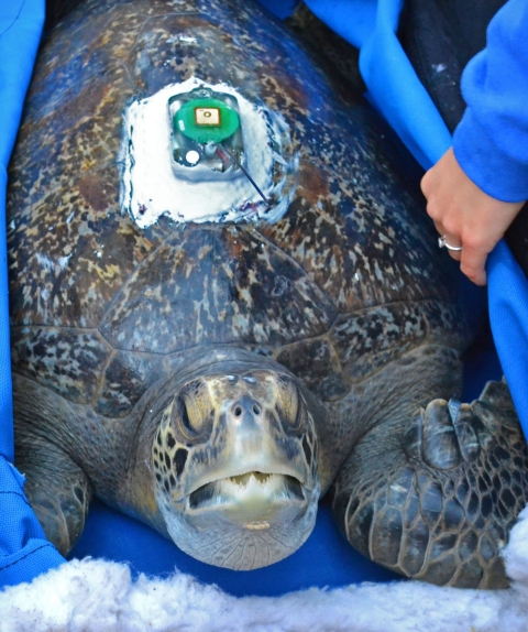 Square, metal equipment attached to turtle's back with white epoxy