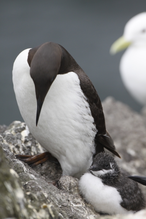 A photo showing a common murre and its chick