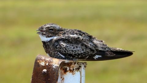 A common nighthawk pants to cool off