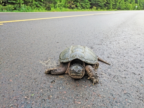 A common snapping turtle crossing the road