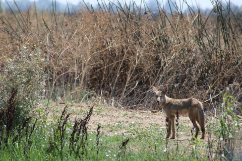 A coyote stops along a road that winds through tall wetland grass in northern California