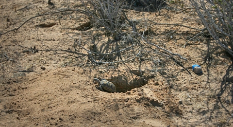 Juvenile tortoise crawling out of burrow in the desert