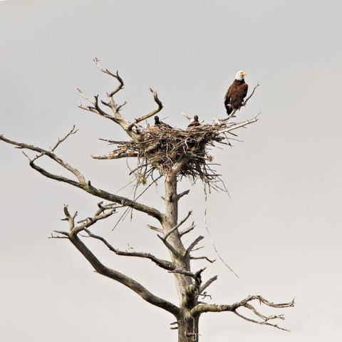 Bald eagle in tree 