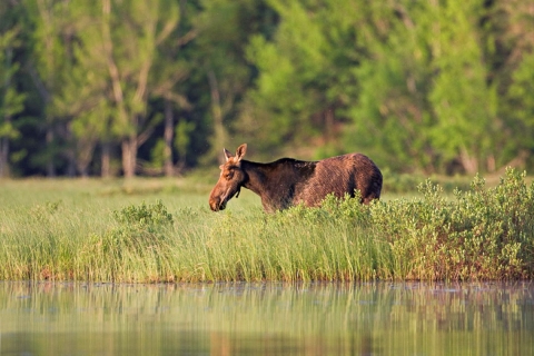 moose in marsh