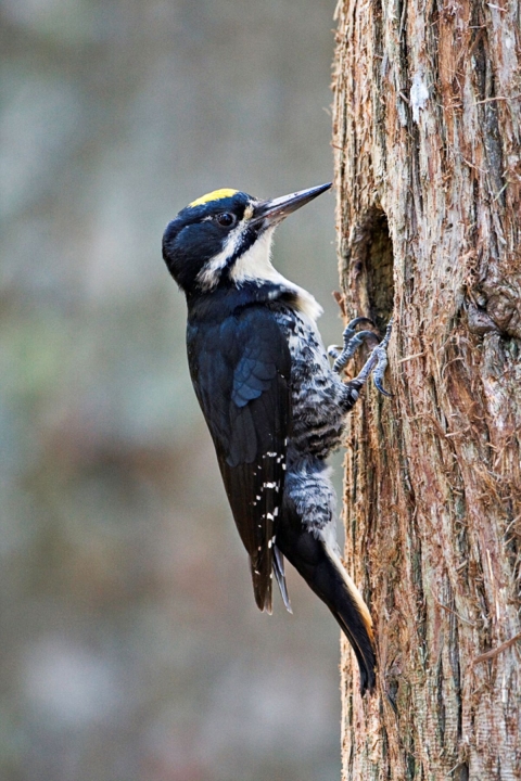 Black backed woodpecker