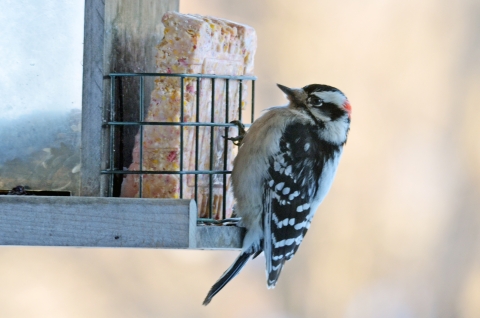 A downy woodpecker visits a suet feeder