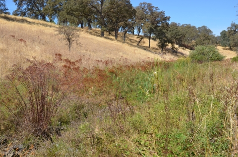 dry rolling hills dip into a small creek surrounded by tall reeds