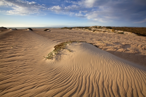 A gorgeous, rippled sand dune landscape, with tufts of vegetation on some dunes and the Pacific Ocean barely visible in the distance