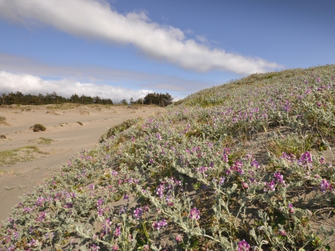 A restored sand dune covered with green-and-purple native vegetation